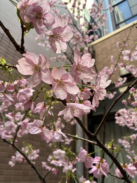 のぞみ苑の陽光桜が満開です image 3