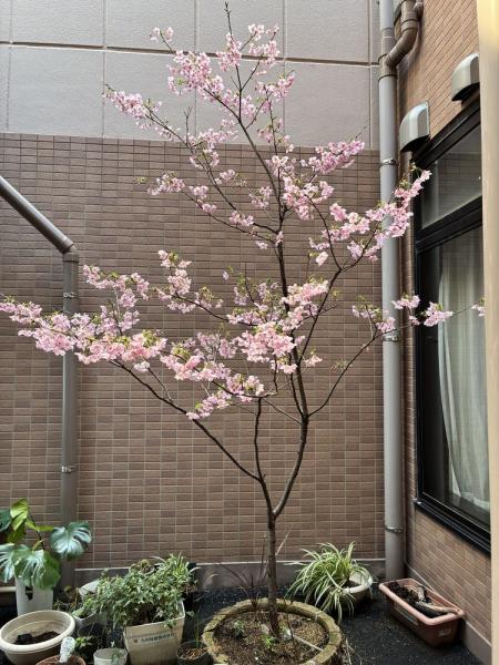 のぞみ苑の陽光桜が満開です image 2