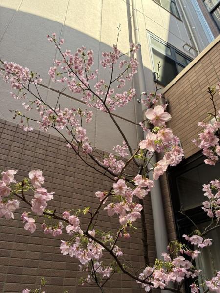 のぞみ苑の陽光桜が満開です image 1